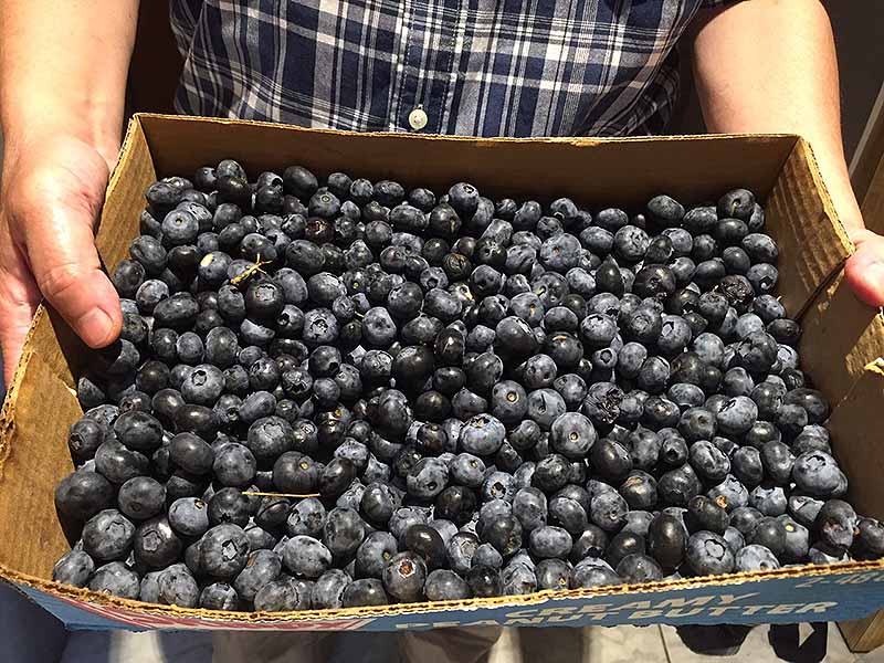 06-25-2016 Blue Berries Picking