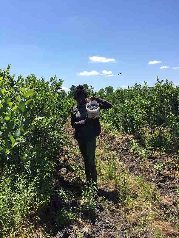 06-25-2016 Blue Berries Picking