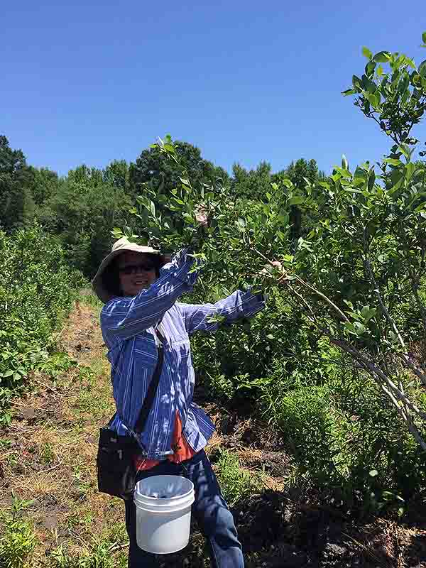 06-25-2016 Blue Berries Picking