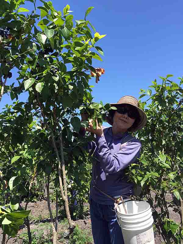 06-25-2016 Blue Berries Picking